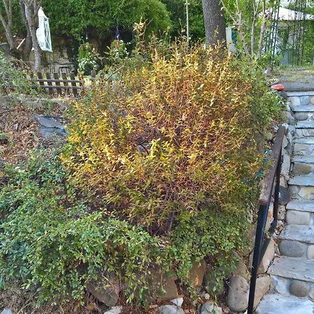 Bed and breakfast La Quercia - La Maison Des Arts Vezzano sul Crostolo